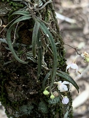 Sarcochilus hillii