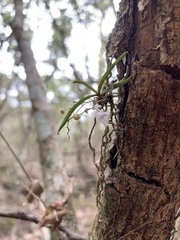 Sarcochilus hillii