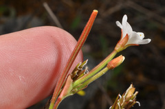 Epilobium chlorifolium