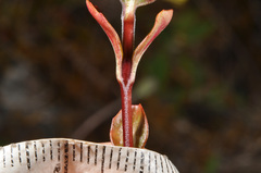 Epilobium chlorifolium