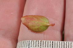 Epilobium chlorifolium