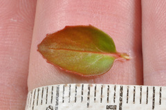 Epilobium chlorifolium