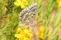 Lepidochrysops trimeni