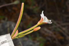 Epilobium chlorifolium