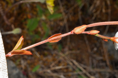 Epilobium chlorifolium