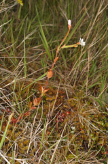 Epilobium chlorifolium