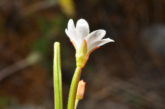 Epilobium chlorifolium