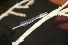 Pseudagrion draconis