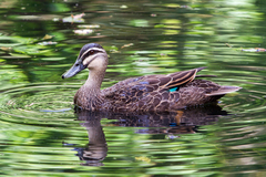 Anas superciliosa