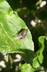 Calliphora stygia