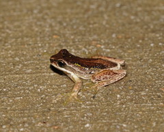 Ranoidea nudidigita