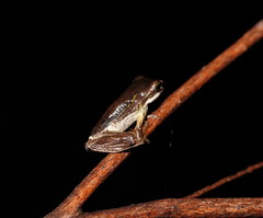 Ranoidea nudidigita