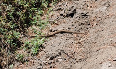 Crotalus triseriatus