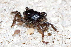 Pachygrapsus minutus