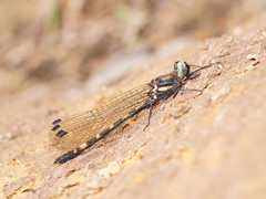 Cordulephya montana