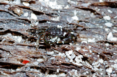 Pachygrapsus minutus