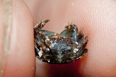 Pachygrapsus minutus