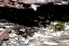 Pachygrapsus minutus