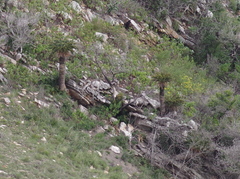 Encephalartos longifolius