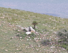 Encephalartos longifolius