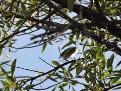 Vireo solitarius