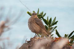 Monticola solitarius