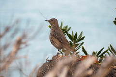 Monticola solitarius