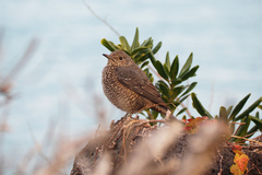 Monticola solitarius