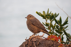 Monticola solitarius