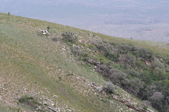 Encephalartos longifolius