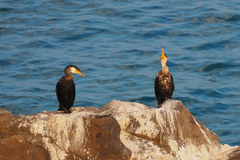 Phalacrocorax carbo