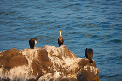 Phalacrocorax carbo