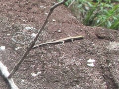 Cryptoblepharus virgatus