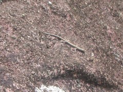 Cryptoblepharus virgatus