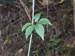 Neoalsomitra clavigera