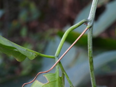 Neoalsomitra clavigera