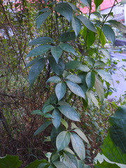 Neoalsomitra clavigera