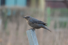 Monticola solitarius