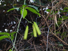 Neoalsomitra clavigera