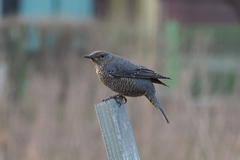 Monticola solitarius