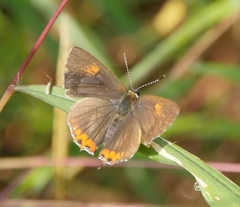 Heliophorus