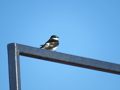 Tachycineta albilinea