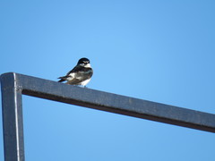 Tachycineta albilinea