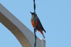 Monticola solitarius