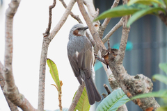 Hypsipetes amaurotis