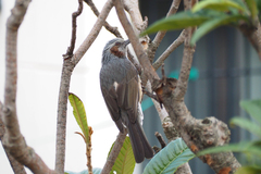 Hypsipetes amaurotis