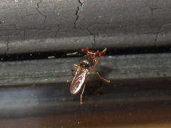 Sphyracephala hearseiana