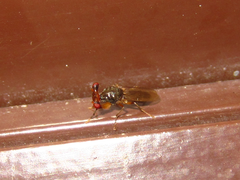 Sphyracephala hearseiana