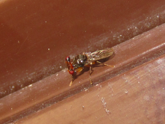 Sphyracephala hearseiana