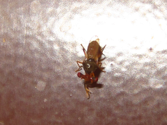 Sphyracephala hearseiana